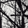 Branches